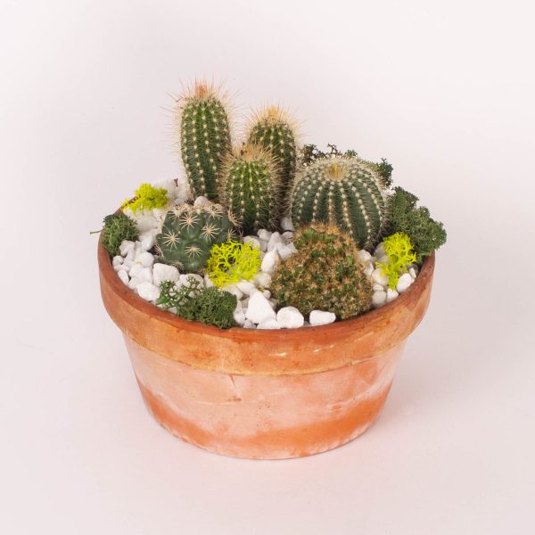 Cactusi in vas ceramic